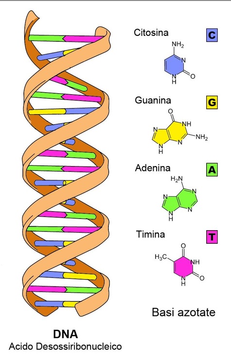 Il Dna (Lezione 1) - Lessons - Tes Teach