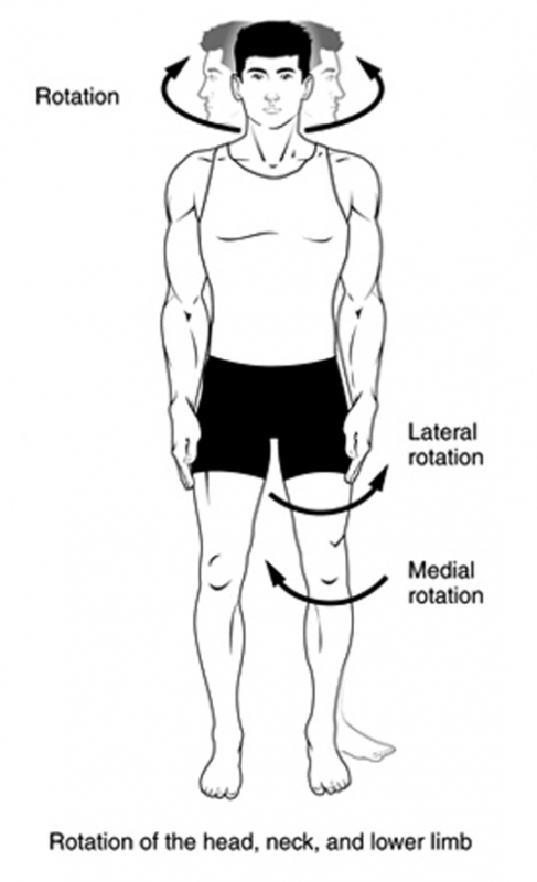 MEDICINA E CHIRURGIA - metaMOOC Prime Lezioni - 5. Motion & Strength