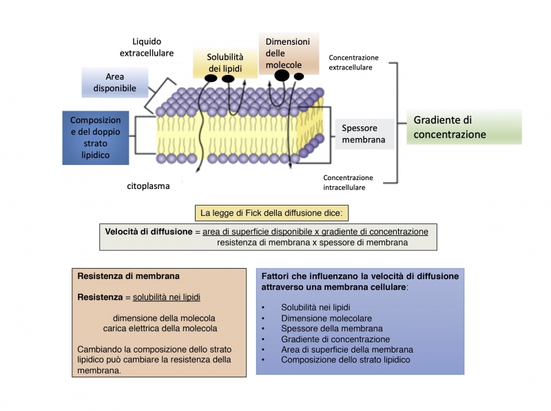 Fondamenti di Fisiologia Umana - 1. Fisiologia cellulare - Federica.EU