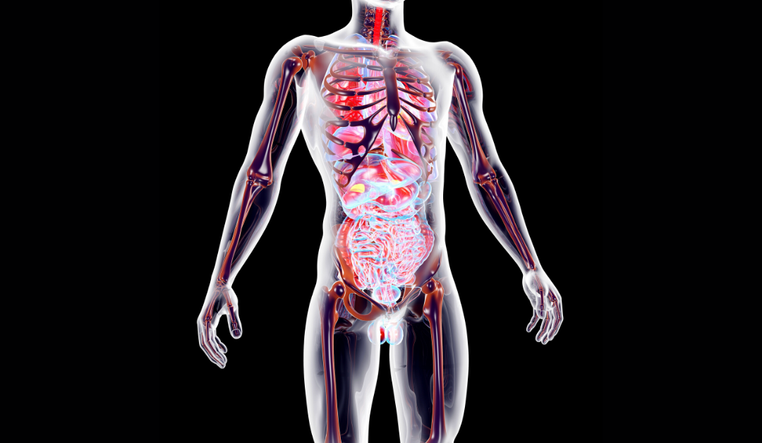 Conosci il corpo umano: studia Fisiologia con i MOOC di Federica
